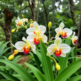 Orquidário do Parque Chico Mendes